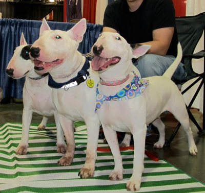 A trio of bullies!